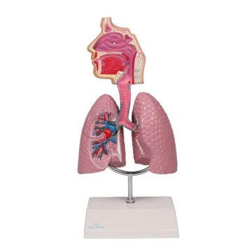 Erler-Zimmer Respiratory Model, Augmented Anatomy