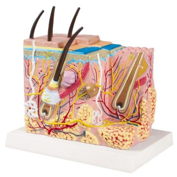 Erler-Zimmer Skin Block Model, Augmented Anatomy