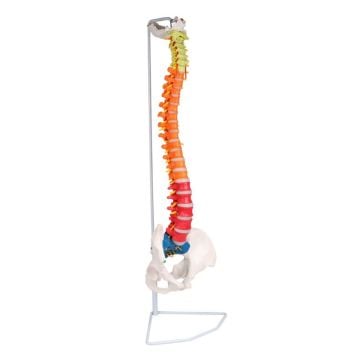 Erler-Zimmer Flexible Spine, Didactic