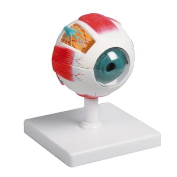 Erler-Zimmer Eye Model, Augmented Anatomy