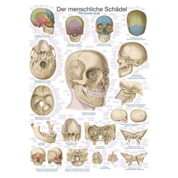 Poster - The Skull