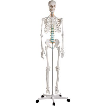 Erler-Zimmer School Skeleton Oscar