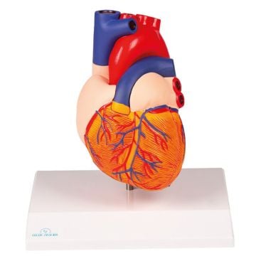 Erler-Zimmer Heart Model, Augmented Anatomy