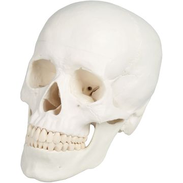 Erler-Zimmer Skull Model, Augmented Anatomy