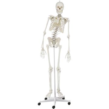 Erler-Zimmer Skeleton Hugo, Articulated