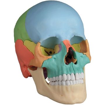 Erler-Zimmer Osteopathy Skull Model, didactic, Augmented Anatomy