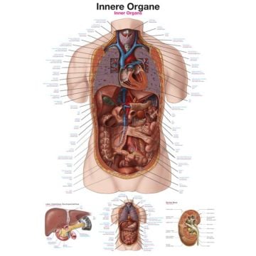 Teaching Chart - Internal Organs