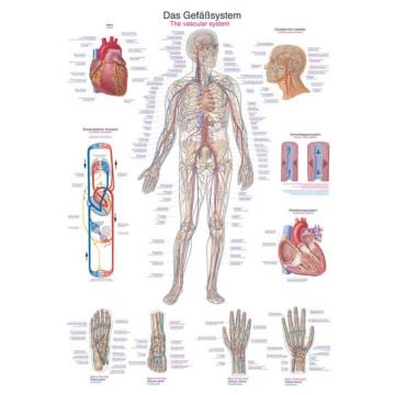 Chart - The vascular system