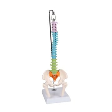 Erler-Zimmer Flexible Mini Spine, Didactic