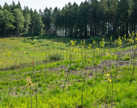 New trees forest