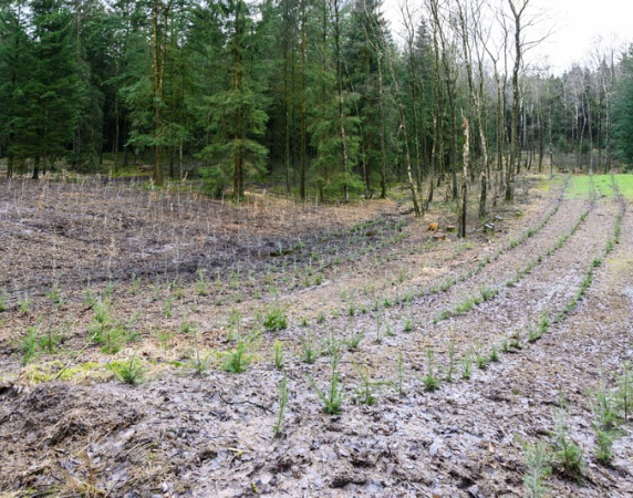 Tree planting